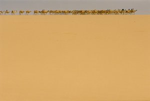 Salt caravan en route to Agadez, Niger by James L Stanfield