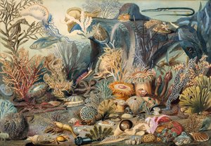 Ocean Life by James M. Sommerville