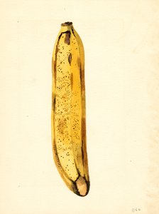 Banana (Musa)