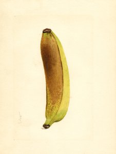 Banana (Musa)