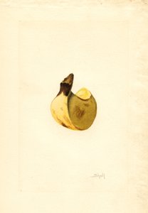 Banana (Musa)