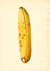 Banana (Musa)