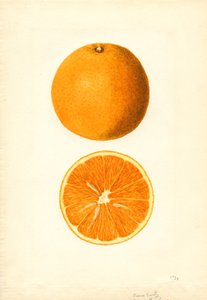 Boone Early Oranges (Citrus sinensis)