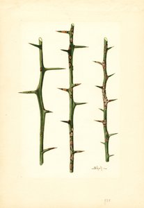 Citrus Canker on Orange plant stem (Poncirus trifoliata)