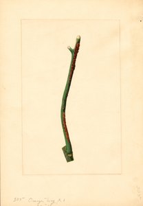 Orange tree twig (Citrus sinensis: Valencia) by James Marion Shull