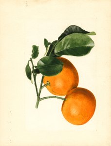 Oranges (Citrus aurantium: Sour x 2/3) by James Marion Shull