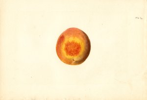 Peach (Prunus persica: Elberta)