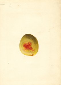 Peach (Prunus persica: Elberta)
