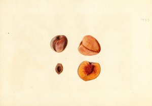 Peaches (Prunus persica: Hutchkins) by James Marion Shull