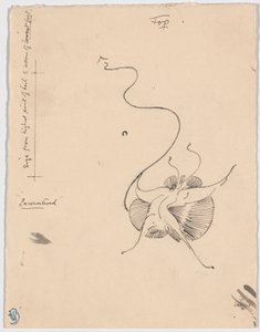 Butterfly "Encountered" (recto); Sketch for Tailpiece (verso)