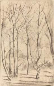 The Dam Wood