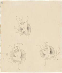 Three Butterflies by James Abbott McNeill Whistler
