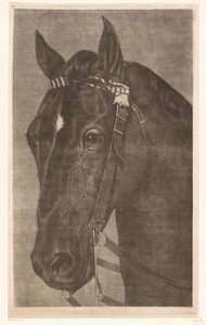 Head of a Horse with Bridle by James Newman Hodges