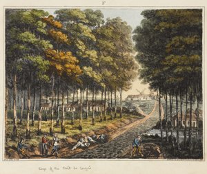 Edge of the Foret de Soignes, from 