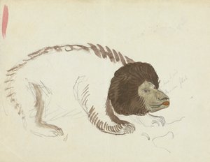 A Bear by James Sowerby