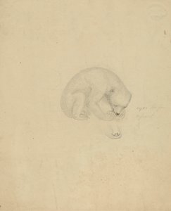 A Bear