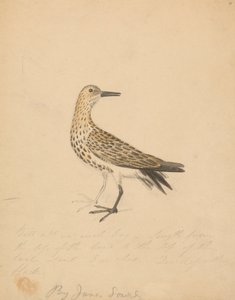A Bird