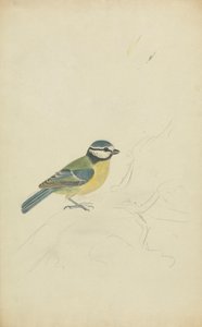 A Blue Tit