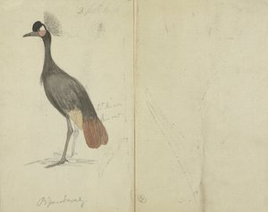 A Crane by James Sowerby