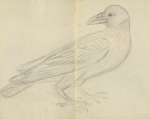 A Crow