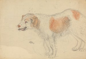 A Dog