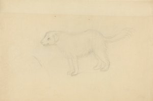 A Dog by James Sowerby
