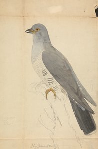 A Dove