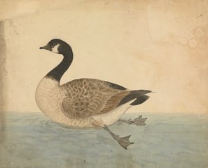 A Goose by James Sowerby