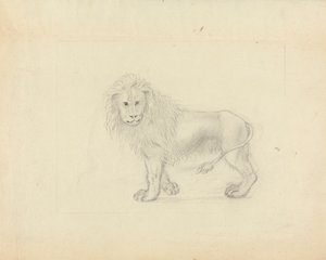 A Lion