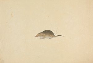 A Shrew by James Sowerby