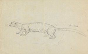 A Weasel