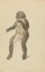 A Mandrill by James Sowerby