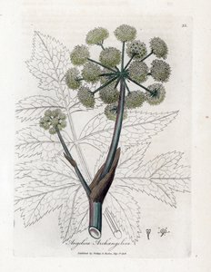 Angelique true or officinal or archangelique - Garden angelica, Angelica archangelica by James Sowerby