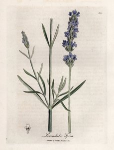 Apic Lavender