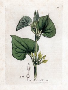 Aristoloche Clematite - Climbing Birthwort, Aristolochia Clematitis by James Sowerby
