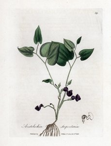 Aristoloche variete - Snake-root birthwort, Aristolochia serpentaria by James Sowerby