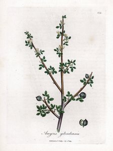 Balsam of Mecca or Balsam of Galaad - Balsam of Mecca, Commiphora Gileadensis. Handcoloured Copperplate Engraving from a Botanical Illustration by James Sowerby from William Woodville and Sir William Jackson Hooker