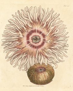 Beadlet anemone, Actinia equina by James Sowerby