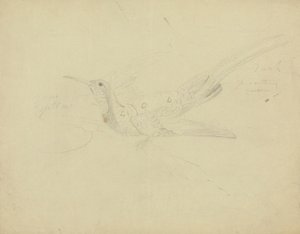 Bird of Paradise by James Sowerby