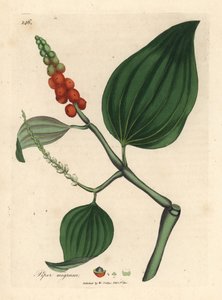 Black pepper, Piper nigrum