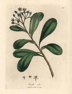 Blue-flowered, laurel-leaved canella, Canella alba