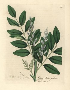 Blue flowered common liquorice, Glycyrrhiza glabra