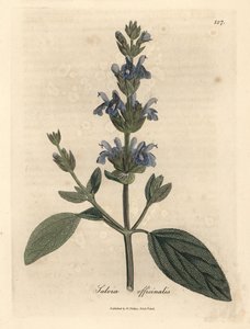 Blue flowered sage, Salvia officinalis by James Sowerby
