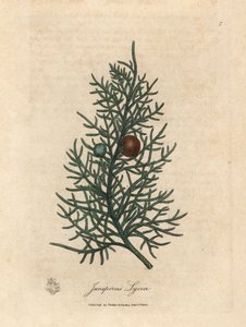 Branch and berries of the cedar tree, Juniperus lycia