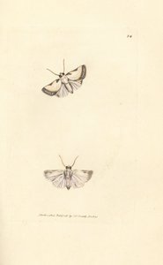 Brixton Beauty, Acontia nitidula (Phalaena catena) by James Sowerby