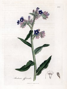 Bugloss Officinale - Bugloss, Anchusa Officinalis
