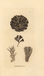 Bugulina avicularia by James Sowerby