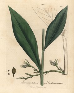 Cardamom, Elettaria cardamomum