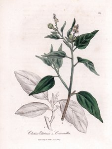 Cascarilla, Croton eluteria by James Sowerby