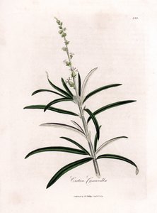 Cascarille officinale or soft wood or faux quinquina - Cascarilla, Croton eluteria by James Sowerby